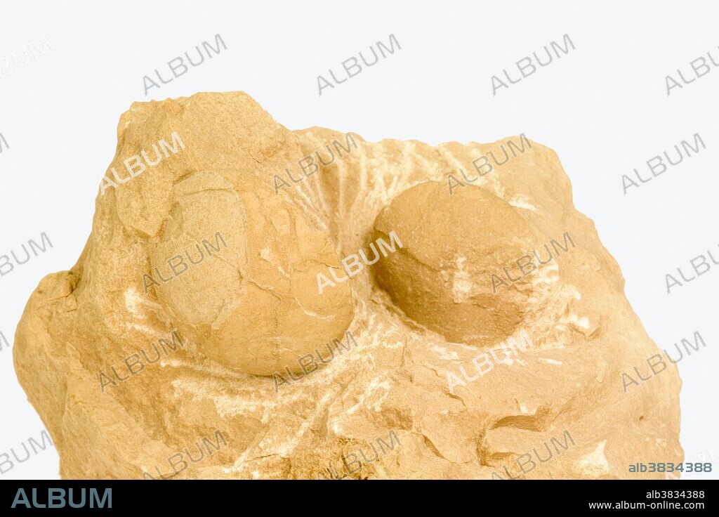 Turtle egg fossils from the Oligocene Epoch. Specimen courtesy JMU Mineral Museum.