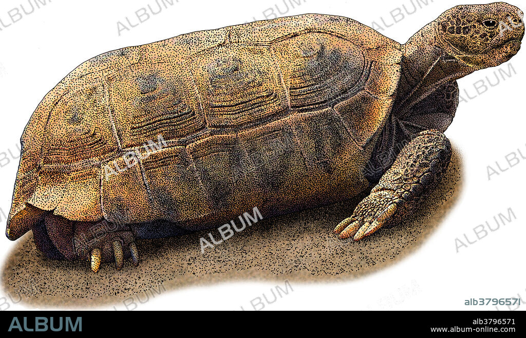 Illustration of the Bolson Tortoise (Gopherus flavomarginatus), the largest of the North American tortoise species. It lives in a region of the Chihuahuan Desert known as the Bolson de Mapimi in north-central Mexico.
