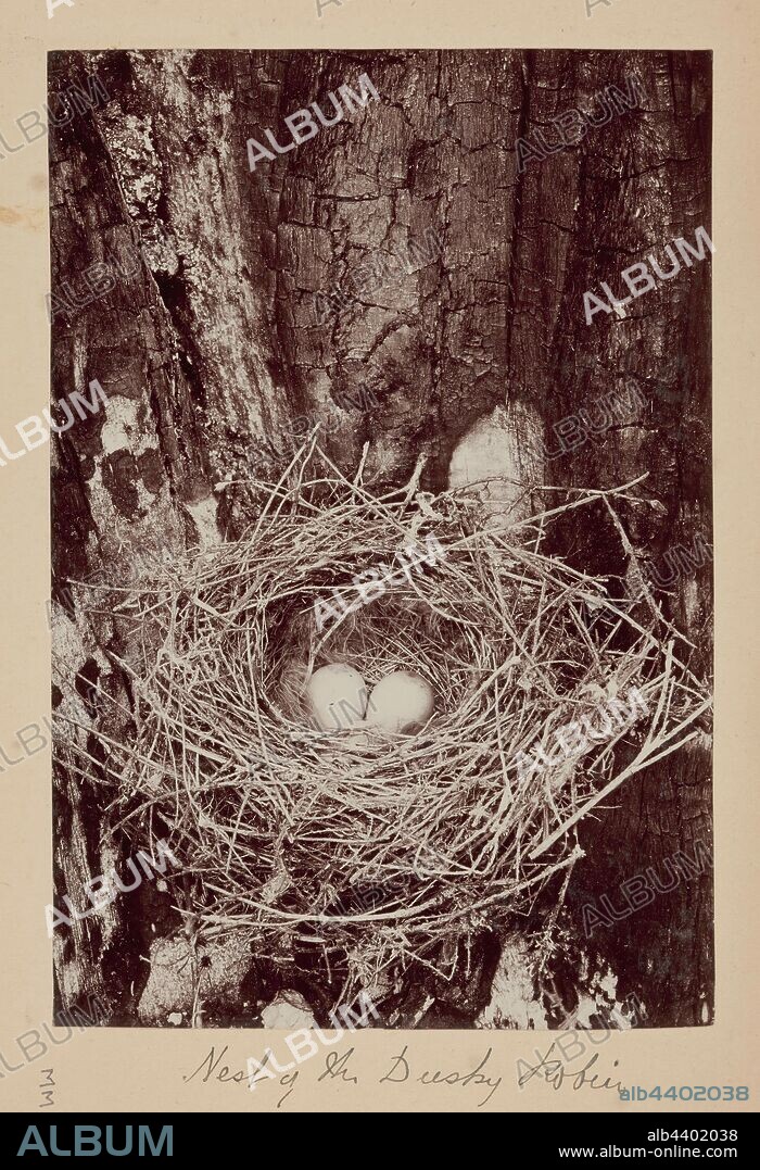 Photograph - Nest of Dusky Robin (Melanodryas vittata), Furneaux Group, Bass Strait, 1893, One of sixty-nine black and white and sepia toned photographs in a bound album [six of which are loose] taken by A J Campbell during a Field Naturalists' Club of Victoria scientific expedition to the Furneaux Group of islands, Bass Strait, in November1893.