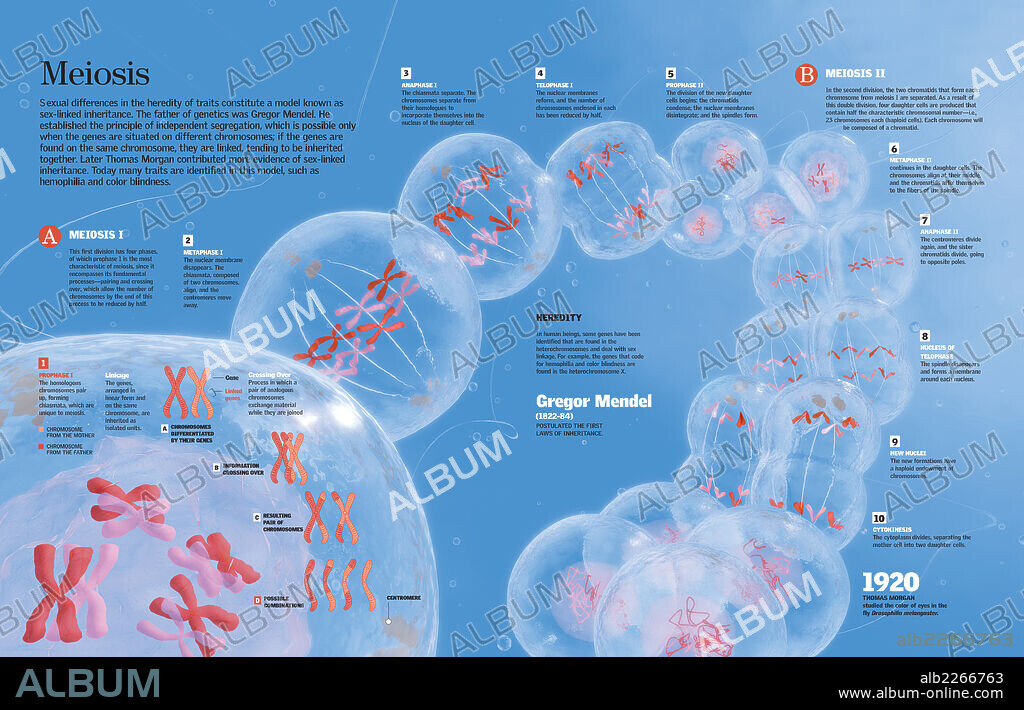 La meiosis. Infografía que describe el proceso de meiosis (o división) de la célula mediante la el que se generan células sexuales haploides.