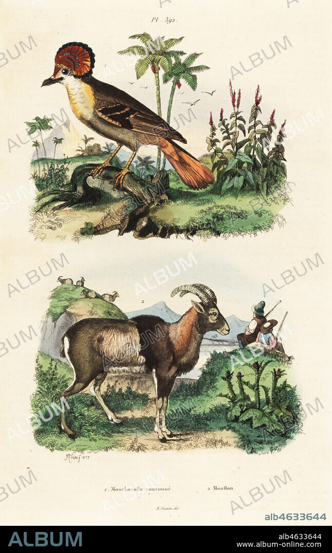 Amazonian royal flycatcher, Onychorhynchus coronatus 1, and mouflon sheep, Ovis orientalis orientalis 2 Moucherolle couronne, Mouflon. Handcoloured steel engraving by du Casse after an illustration by Adolph Fries from Felix-Edouard Guerin-Meneville's Dictionnaire Pittoresque d'Histoire Naturelle (Picturesque Dictionary of Natural History), Paris, 1834-39.