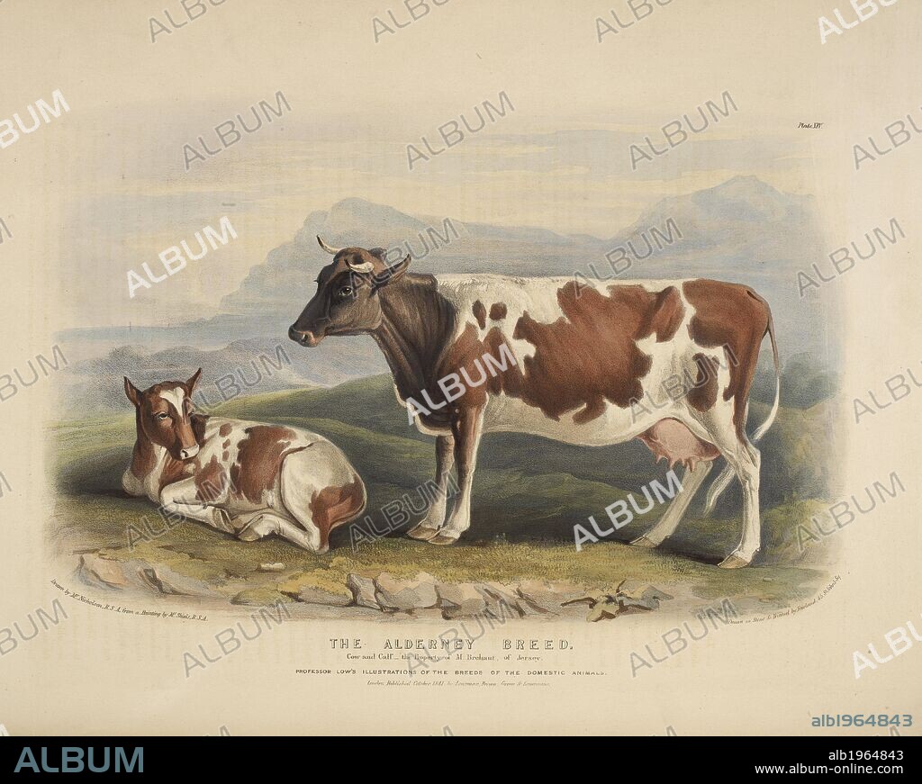 WILLIAM NICHOLSON and DAVID LOW. The Alderney Breed. The Breeds of the Domestic Animals ... London, 1842. Source: 578.m.32, part 2, plate XIV.