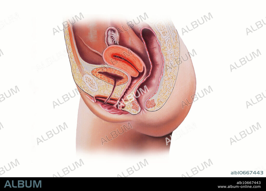 Female reproductive system viewed from side with the organs of reproduction unlabelled.