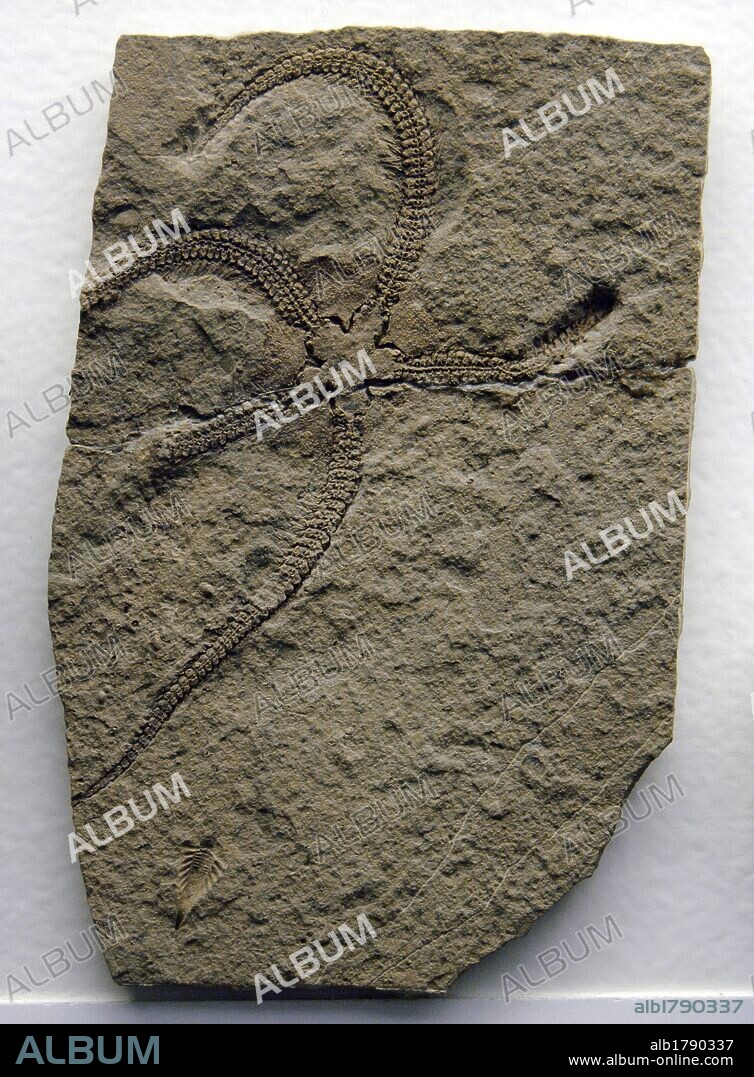 Fósil de ESTRELLA (LAPWORTHURA MILTONI). Período Silúrico. 420 millones de años. Museo de Historia Natural. Londres. Inglaterra. Reino Unido.