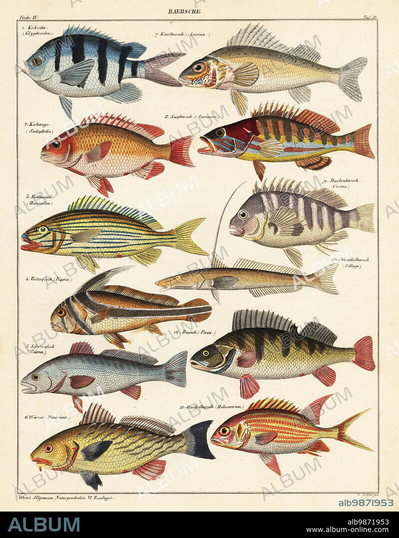 Fish species: 1 scissortail sergeant, Abudefduf sexfasciatus, Kerbzahn, (Glyphisodon), 2 whitecheek monocle bream, Scolopsis vosmeri, Kerbauge (Scolophides), 3 bluestriped grunt, Haemulon sciurus, Rothmaul, 4 jack-knifefish, Equetus lanceolatus, Ritterfisch (Eques), 5 meagre, Argyrosomus regius, Schattenfisch (Sciaena), 6 shi drum, Umbrina cirrosa, Warzer, 7 ruffe, Gymnocephalus cernua, Kaulbarsch (Acerina), 8 comber, Serranus cabrilla, Saegbarsch, 9 redbarred hawkfish, Cirrhitops fasciatus, Rankenbarsch (Cirrites), 10 flathead sillago, Sillaginopsis panijus, Schnabelbarsch (Sillago), 11 squirrelfish, Holocentrus adscensionis, Stachelbarsch (Holocentrum), and 12 European perch, Perca fluviatilis, Barsch. Plate 52. Handcoloured lithograph by C. Loffler from Lorenz Oken's Universal Natural History, Allgemeine Naturgeschichte fur alle Stande, Stuttgart, 1841.