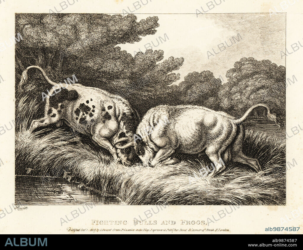 Two bulls locking horns near a pond full of frogs. Fighting bulls and frogs. Illustration of a fable by Greek author Aesop. Copperplate etching drawn and engraved from life by Samuel Howitt from his own A New Work of Animals, Principally Designed from the Fables of Aesop, Gay and Phaedrus, Edward Orme, London, 1811.
