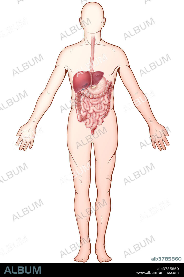 An illustration of the digestive system within an outline of the human body.