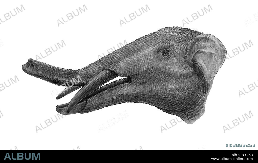 Pencil drawing of Gomphotherium. Gomphotherium was a genus of proboscidean mammal, extinct relative of modern elephants, that lived during the Miocene and Pliocene epochs in North America, Asia, Europe, and Africa.