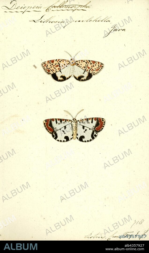 Deiopeia, Print, Utetheisa is a genus of tiger moths in the family Erebidae. The genus was first described by Jacob Hübner in 1819.