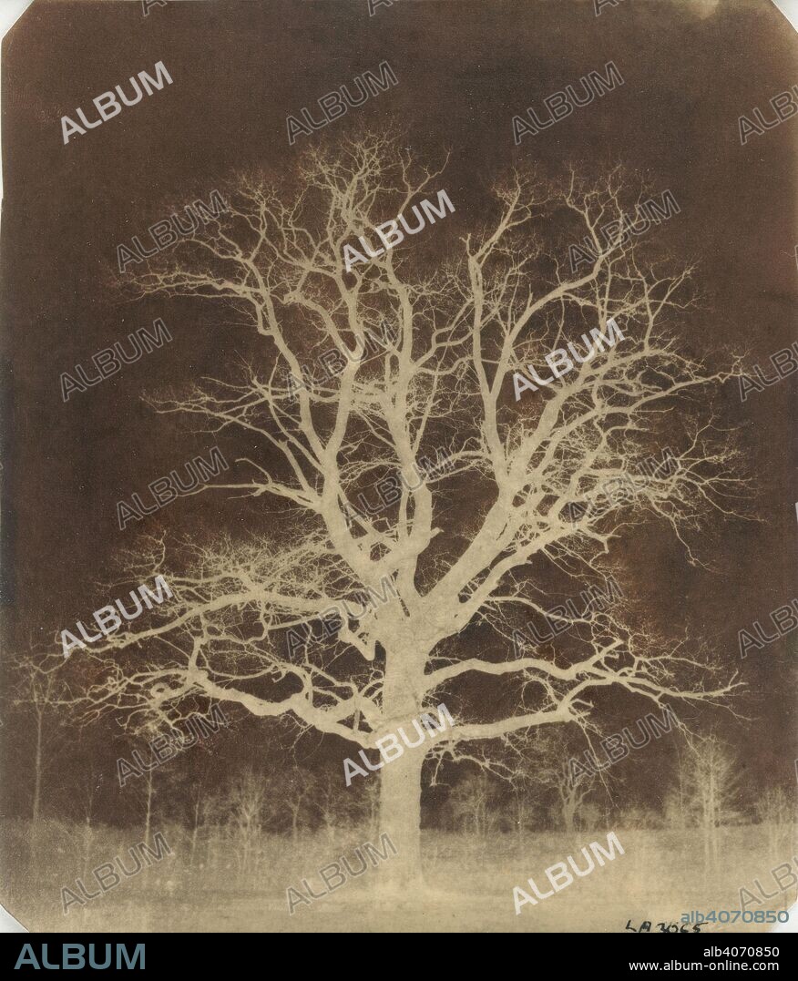 WILLIAM HENRY FOX TALBOT. Calotype negative of an oak tree. An oak tree in winter. c.1842-43. Source: Talbot Photo 1.(97).