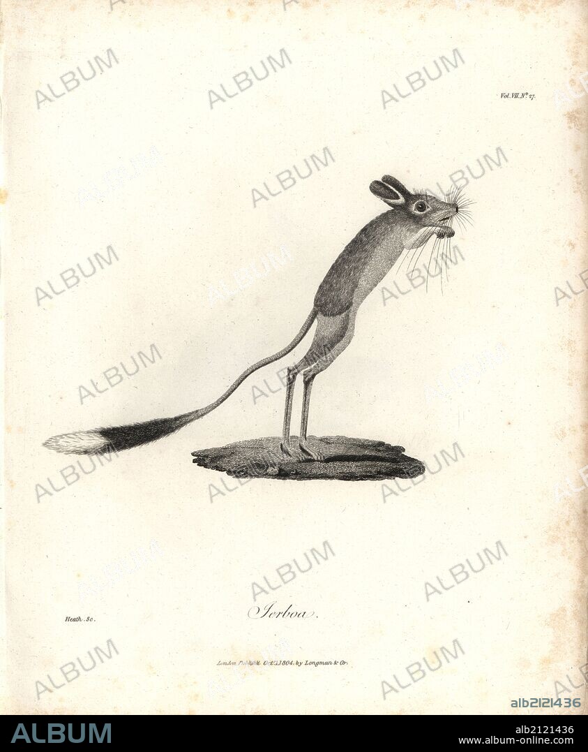 Lesser Egyptian jerboa, Jaculus jaculus. Copperplate engraving from James Bruce's "Travels to Discover the Source of the Nile, in the years 1768, 1769, 1770, 1771, 1772 and 1773," London, 1790. James Bruce (1730-1794) was a Scottish explorer and travel writer who spent more than 12 years in North Africa and Ethiopia. Engraved by Heath after an original drawing by Bruce.