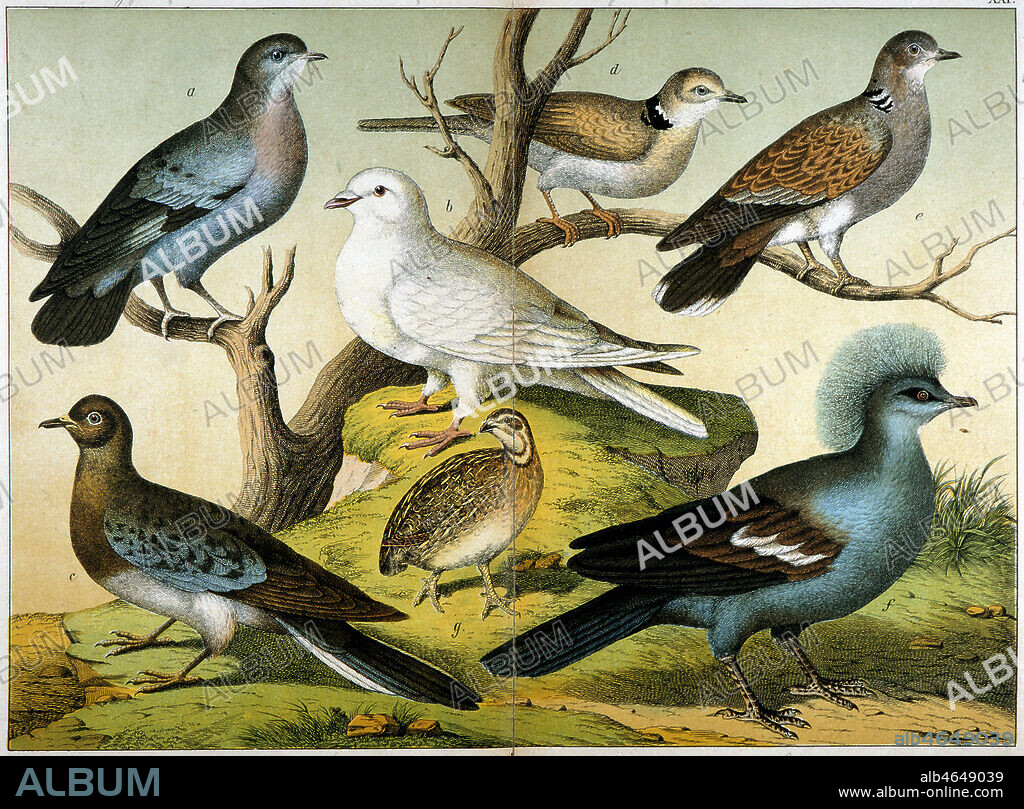 Petit ramier ou pigeon sauvage, tourterelle a collier, tourterelle commune, colombe emigrante (...), illustration de 1876 in Natugeschichte der Vogel. Credit : Collection KHARBINE-TAPABOR.