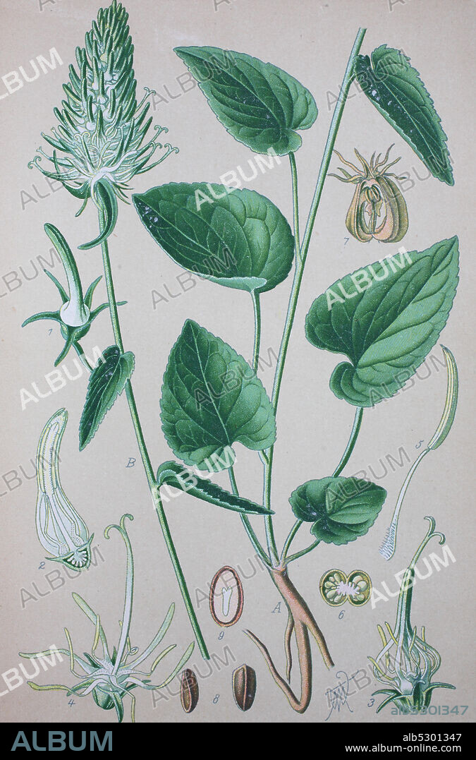 Phyteuma spicatum, spiked rampion, family Campanulaceae  /  Ährige Teufelskralle, Phyteuma spicatum, Weiße Teufelskralle, Pflanzenart aus der Gattung der Teufelskrallen, Digital improved reproduction of an original print from the 19th century / digitale Reproduktion von einer Originalvorlage aus dem 19. Jahrhundert.