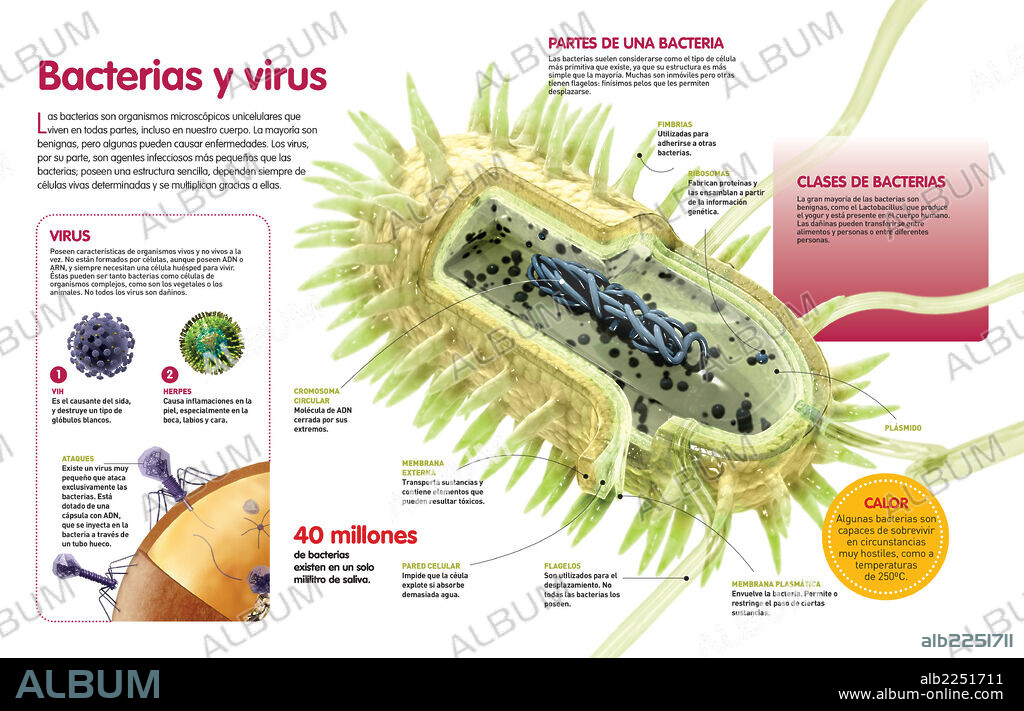 Bacterias y virus. Infografía sobre los virus y las bacterias, microorganismos que en algunas ocasiones pueden resultar dañinos para el organismo que los aloja.