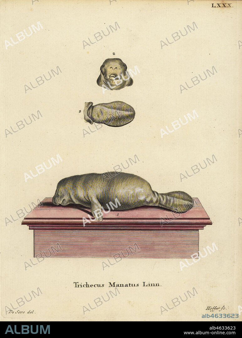 American manatee, Trichechus manatus. Vulnerable. Trichecus manatus Linn. Handcoloured copperplate engraving by Andreas Hoffer after an illustration by Jacques de Seve from Johann Christian Daniel Schreber's Animal Illustrations after Nature, or Schreber's Fantastic Animals, Erlangen, Germany, 1775.
