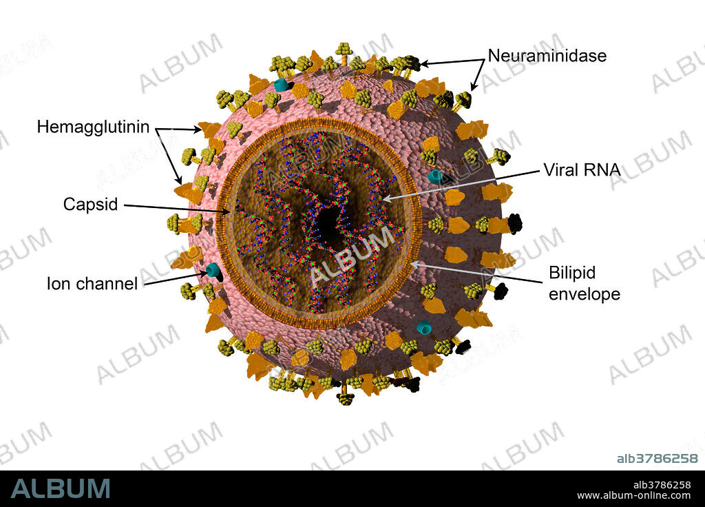 Labelled, cutaway illustration of the Influenza Type B virus, or Influenza virus B, of the family Orthomyxoviridae which affects mainly humans.