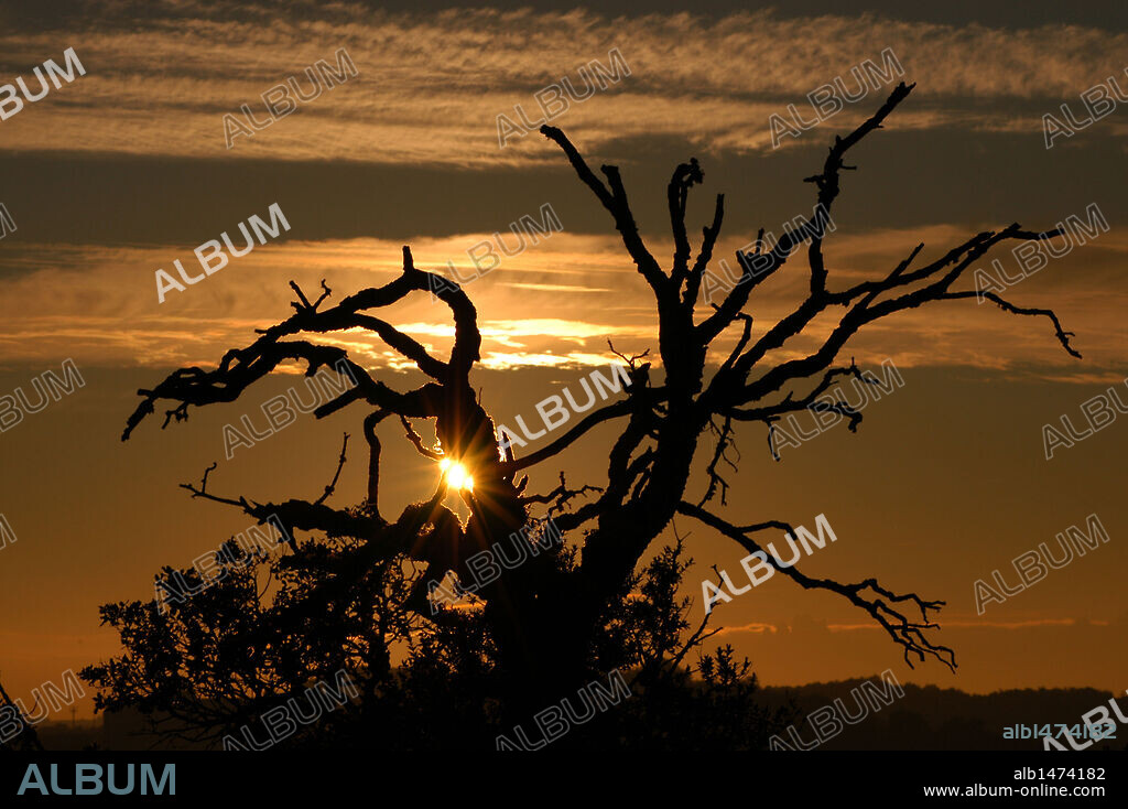 Detalle a contraluz de las ramas de un árbol al atardecer. Parque Natural Sant Llorenç del Munt i l'Obac. Comarca del Vallés Occidental. Provincia de Barcelona. Cataluña.