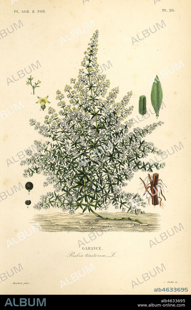 Dyers madder or common madder, Rubia tinctorum, Garance. Handcoloured steel engraving by Oudet after a botanical illustration by Edouard Maubert from Pierre Oscar Reveil, A. Dupuis, Fr. Gerard and Francois Herincqs La Regne Vegetal: Planets Agricoles et Forestieres, L. Guerin, Paris, 1864-1871.