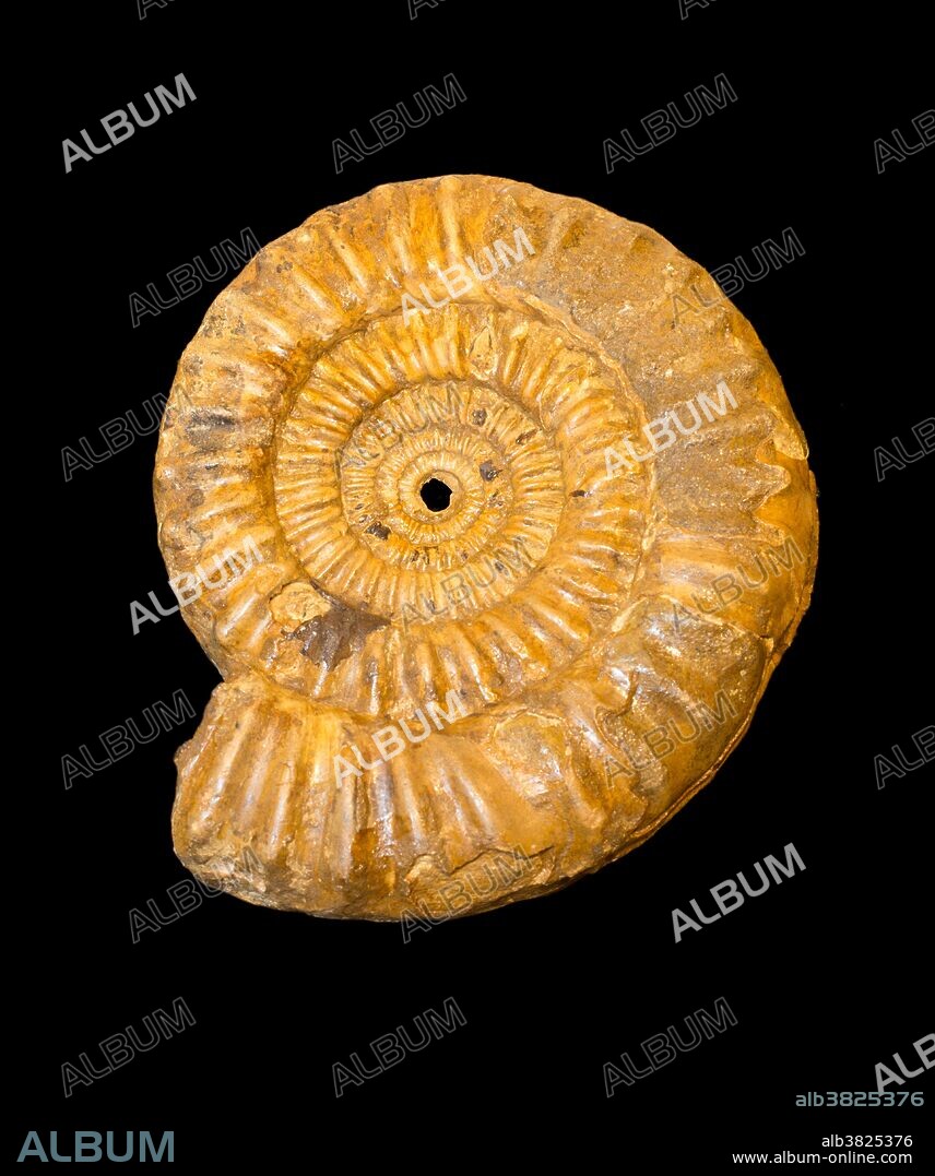 Fossil Ammonite (Androgynoceras henleyi) from Lyme Regis, Dorset, England. Early Jurassic Period, about 193 million years ago. Specimen at Museum of the Earth, Ithaca, New York, USA.