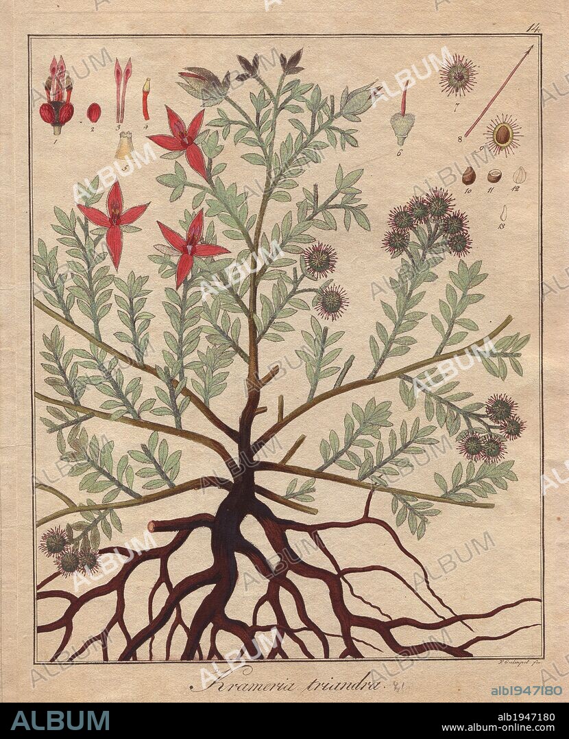 Ratanya or Rhatany, Krameria triandra. This root from Peru is used as an astringent and tonic in herbal medicine. Handcoloured copperplate engraving from Dr. Friedrich Gottlob Hayne's "Getreue Darstellung und Beschreibung der in der Arzneykunde Gebrauchilchen Gewachse" (Medical Botany), Berlin, 1822. Hayne (1763-1832) was a German botanist, apothecary and, from 1814, professor of pharmaceutical botany at Berlin University.