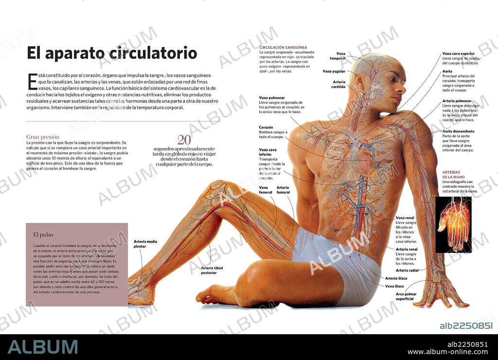 The circulatory system. Infographic about the circulatory system of human beings.