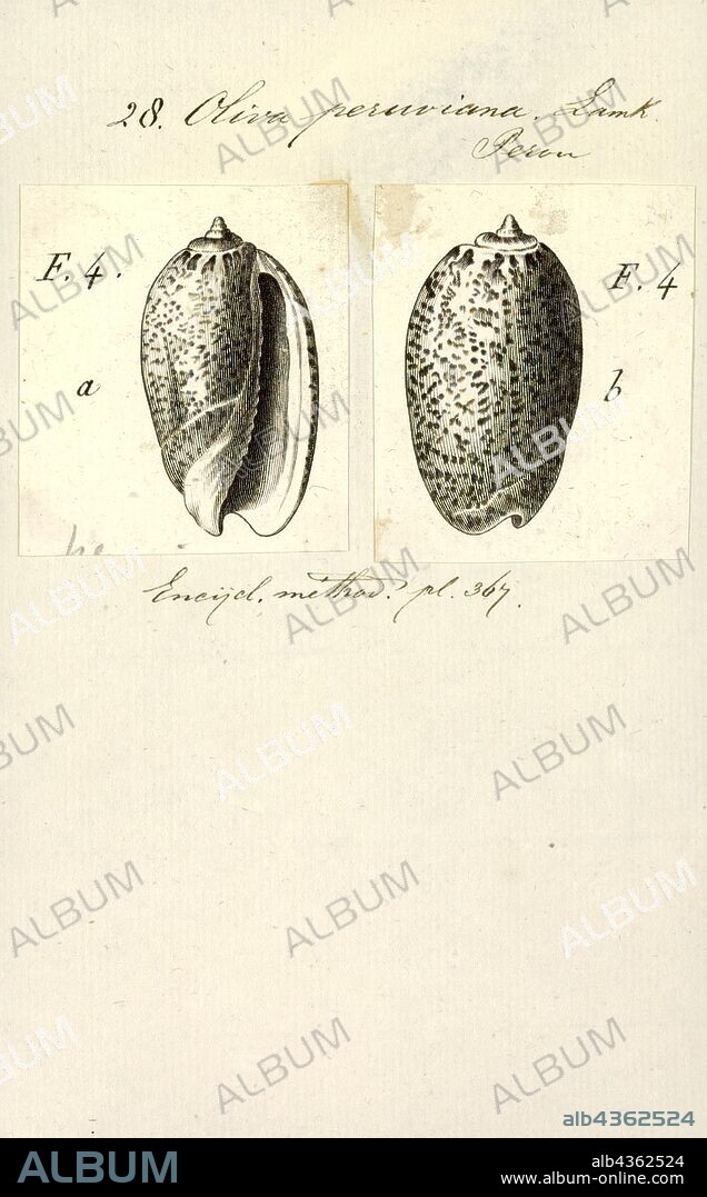 Oliva peruviana, Print, Felicioliva peruviana, common name the Peruvian olive, is a species of sea snail, a marine gastropod mollusk in the family Olividae, the olives. The length of the shell varies between 27 mm and 55 mm. This species occurs in the Pacific Ocean from Peru to Southern Chile (not in the Galapagos Islands).