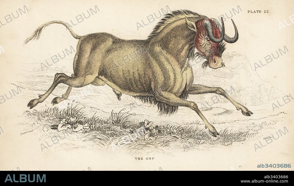 Black wildebeest or white-tailed gnu, Connochaetes gnou (Gnu, Catoblepas gnu). Handcoloured steel engraving by Lizars after an illustration by James Stewart from William Jardine's Naturalist's Library, Edinburgh, 1836.