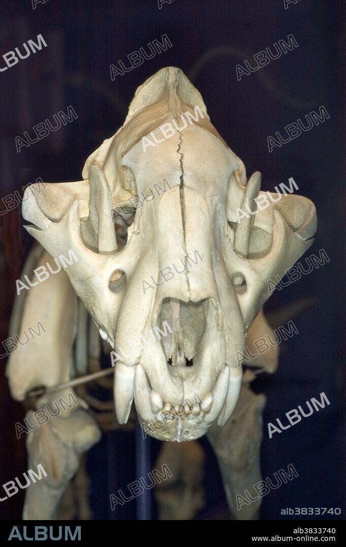 Tiger (Panthera tigris) skull.
