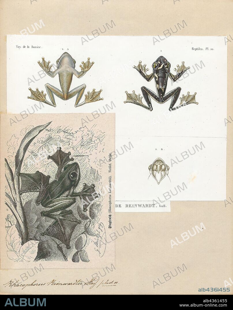 Rhacophorus reinwardtii, Print, Rhacophorus reinwardtii is a species of frog in the family Rhacophoridae. It is variously known under the common names of black-webbed tree frog, green flying frog, or Reinwardt's tree frog. It is found in China, Indonesia, Laos, Malaysia, Thailand, and Vietnam, and possibly Brunei and Myanmar. Its natural habitats are subtropical or tropical moist lowland forest, subtropical or tropical moist montane forest, freshwater marshes, and intermittent freshwater marshes., 1700-1880.
