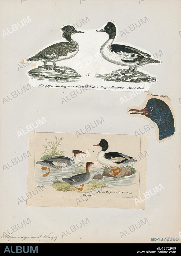 Mergus castor, Print, Mergus is the genus of the typical mergansers, fish-eating ducks in the subfamily Anatinae. The genus name is a Latin word used by Pliny and other Roman authors to refer to an unspecified waterbird., 1700-1880.