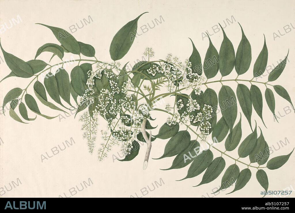 An Indian Shrub with White Blossoms and Pointed Leaves, 1792-1807, Janet Dick, active 17941806, British, 1792-1807, Watercolor, with pen, in gray ink, gouache, gum arabic, and graphite on medium, slightly textured, cream, wove paper, mounted on, moderately thick, slightly textured, brown, wove paper, Mount: 17 1/4 × 23 3/4 inches (43.8 × 60.3 cm), Contemporary drawn border: 14 1/2 × 21 7/16 inches (36.8 × 54.5 cm), and Sheet: 14 1/4 × 21 3/16 inches (36.2 × 53.8 cm).