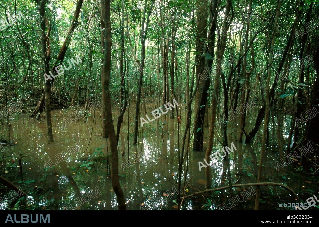 Flooded Varzea Forest
