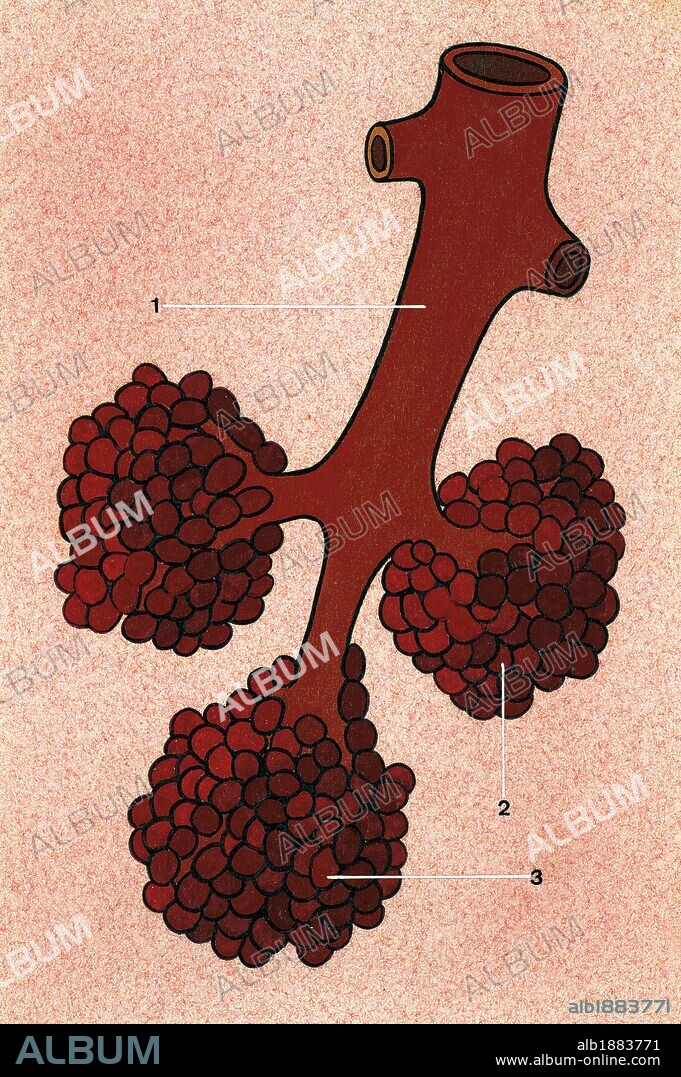 Respiratory system. Schematic drawing. Termination of a bronchiole in three pulmonary alveoli. 1. Bronchiole 2. Alveoli 3.Pulmonary blebs. Drawing. Color.