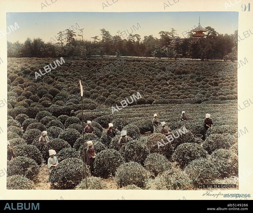 Uji Tea Garden, albumin paper, black and white positive process, hand colored, image size: height: 20.50 cm; width: 27.00 cm, titled, H7. Uji Tea Garden, labeled: recto o. r.: printed in blue: 91, travel photography, landscape photography, tea, harvest, hist. building, location, street, hist. place, city, village, woman, Uji.