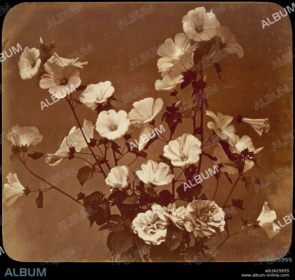 [Flower Study, Rose of Sharon]. Artist: Adolphe Braun (French, Besançon 1811-1877 Dornach). Dimensions: 37.5 x 41.9 cm (14 3/4 x 16 1/2 in.). Date: ca. 1854.
Unlike many nineteenth-century photographs primarily intended as scientific records, this elegant flower study was meant for commercial application and only later was valued for its completeness and compositional finesse.  Braun began his career as a draftsman at a large textile firm; in 1848 he opened his own photographic studio, where he produced images to be used as models by artists and designers.
<p>
Perhaps stirred by a gentle breeze during the long exposure, several of the blossoms (roses of Sharon and common roses) registered with a slight blurriness, making them appear almost to breathe and to reach beyond the dimensions of the photograph.  Carefully arranged and photographed against a medium gray background, the petals, leaves, and stems are rendered with an exquisite clarity and tonal richness, masterfully recording their texture and fragility.
  </p>.