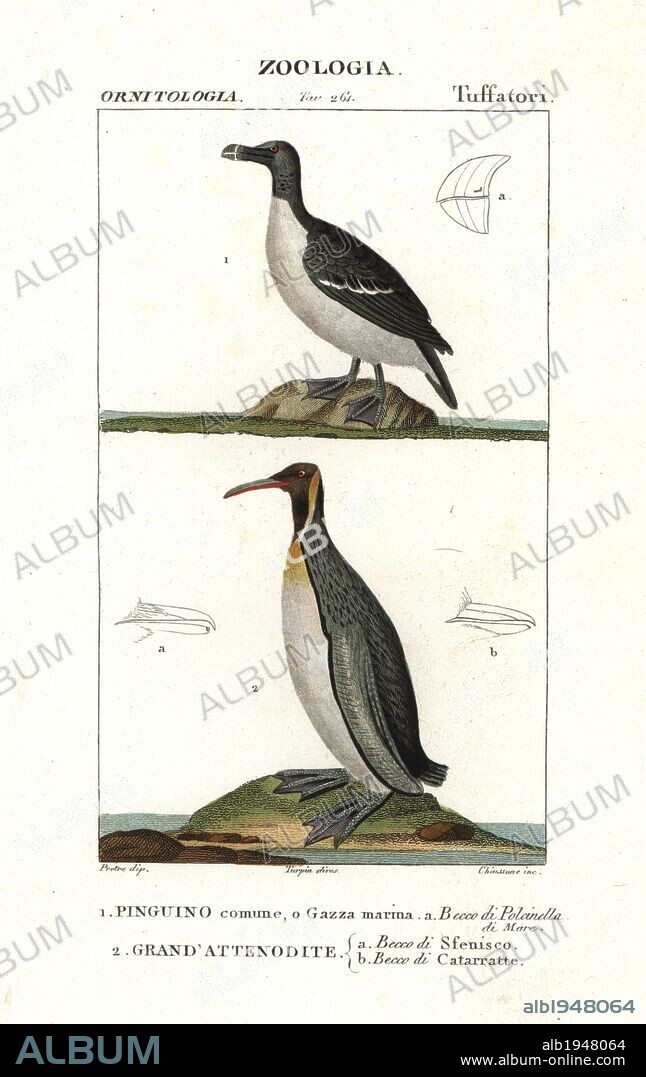 Razorbill, Alca torda, and emperor penguin, Aptenodytes forsteri. Handcoloured copperplate stipple engraving from Antoine Jussieu's "Dictionary of Natural Science," Florence, Italy, 1837. Illustration by J. G. Pretre, engraved by Chiussone, directed by Pierre Jean-Francois Turpin, and published by Batelli e Figli. Jean Gabriel Pretre (1780~1845) was painter of natural history at Empress Josephine's zoo and later became artist to the Museum of Natural History. Turpin (1775-1840) is considered one of the greatest French botanical illustrators of the 19th century.
