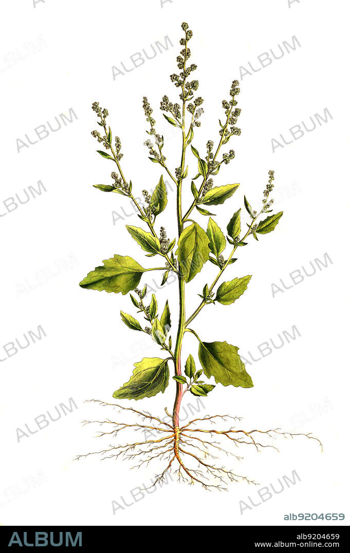 Weißer Gänsefuß, Chenopodium album, auch Weiß-Gänsefuß / Chenopodium album is a fast-growing weedy annual plant in the genus Chenopodium. Though cultivated in some regions, the plant is elsewhere considered a weed. Common names include lamb's quarters, melde, goosefoot, wild spinach and fat-hen, historical, digital improved reproduction of an original from the 19th century / digital restaurierte Reproduktion einer Originalvorlage aus dem 19. Jahrhundert, genaues Originaldatum nicht bekannt.