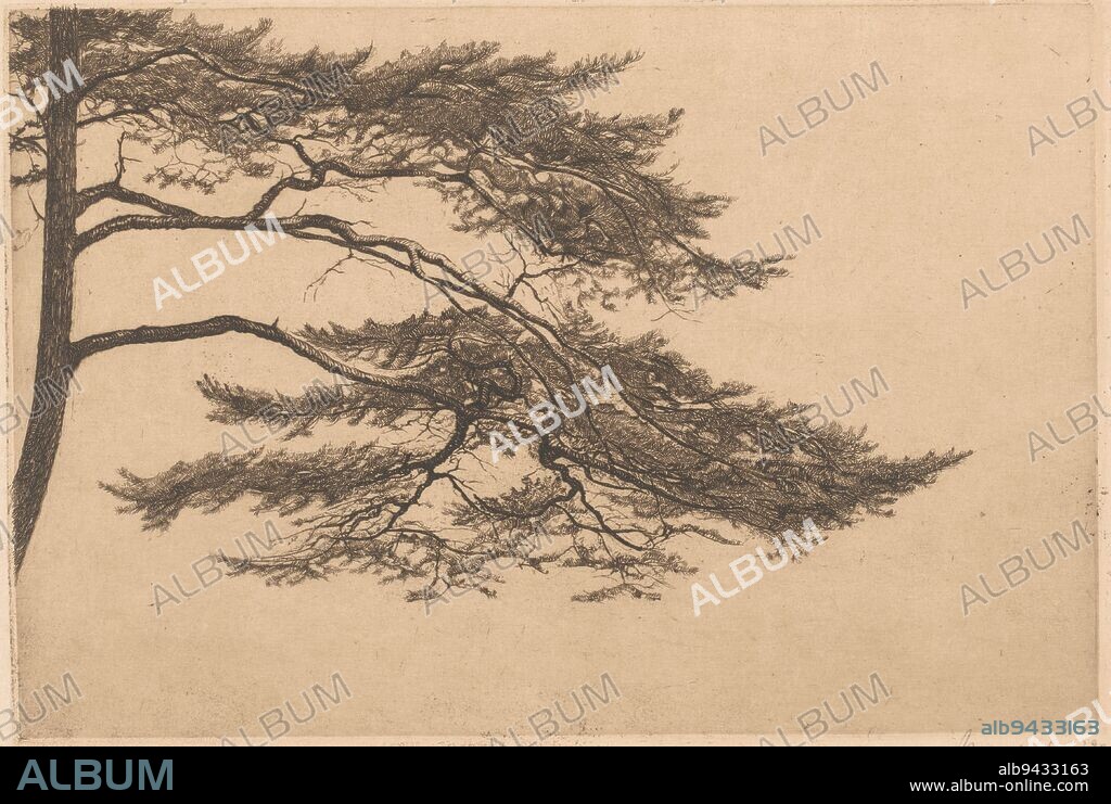 Branches of a pine tree, against a light brown background, Study of a pine tree, print maker: Mia Bake, (signed by artist), 1922, paper, h 174 mm × w 256 mm, h 278 mm × w 390 mm.