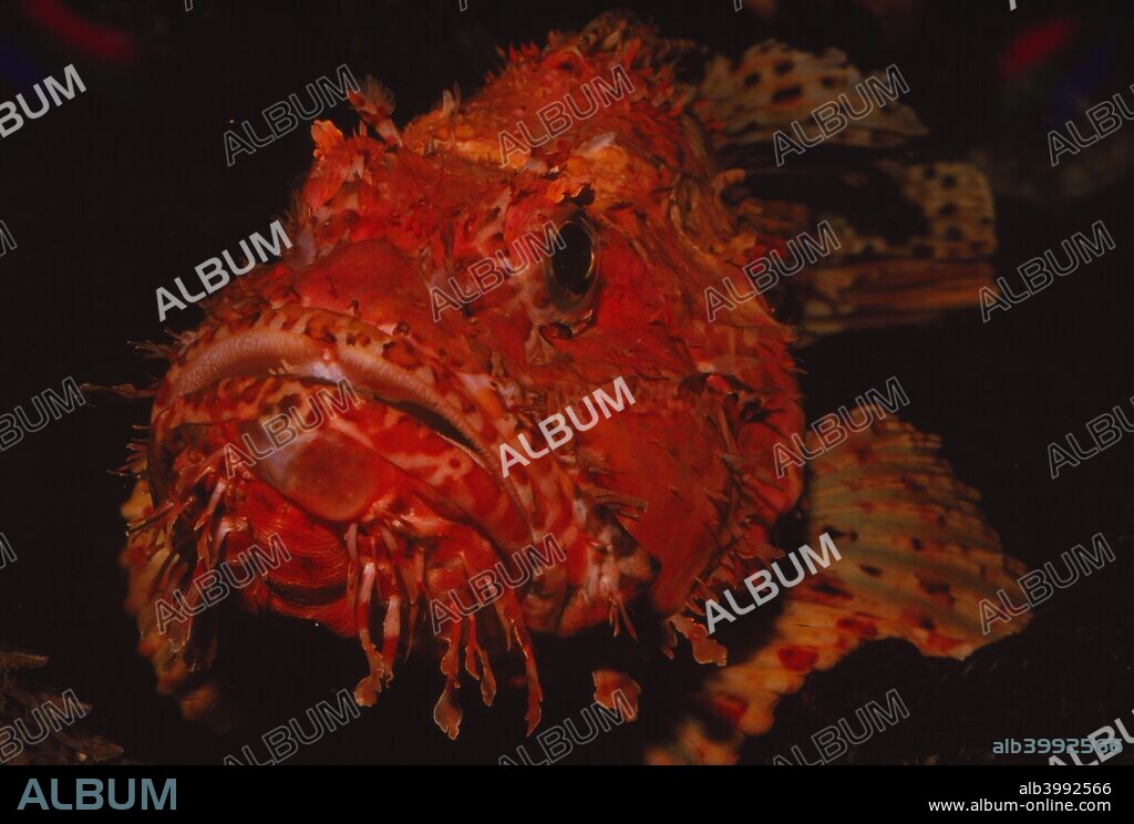 Scorpion Fish, (Peixe Carneiro), 20th century. Scorpionfish, are a family of mostly marine fish that include many of the world's most venomous species. As the name suggests, scorpionfish sting from sharp spines coated with venomous mucus.