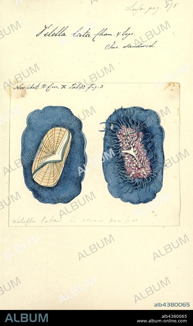 Velella lata, Print, Velella is a monospecific genus of hydrozoa in the Porpitidae family. Its only known species is Velella velella, a cosmopolitan free-floating hydrozoan that lives on the surface of the open ocean. It is commonly known by the names sea raft, by-the-wind sailor, purple sail, little sail, or simply Velella.