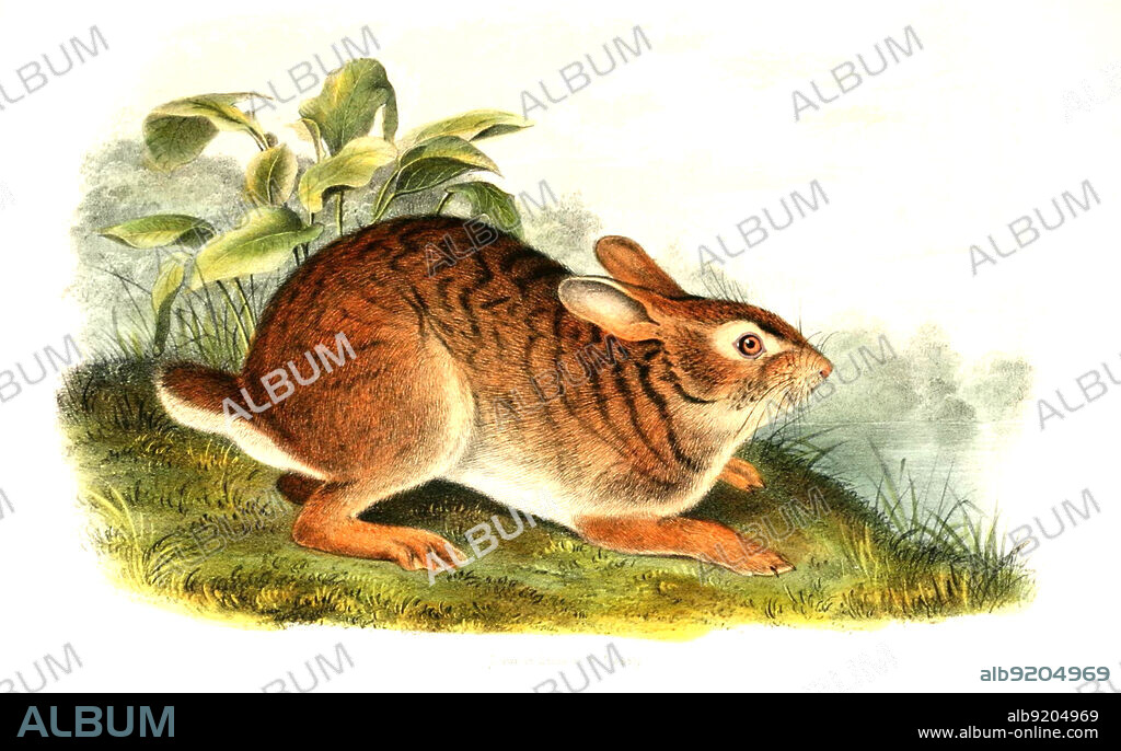 Sumpfkaninchen, Sylvilagus aquaticus, Histoisch, digital restaurierte Reproduktion einer Originalvorlage aus dem 19. Jahrhundert, genaues Originaldatum nicht bekannt /swamp rabbit, Sylvilagus aquaticus, also called the cane-cutter, historical, digital improved reproduction of an original from the 19th century.