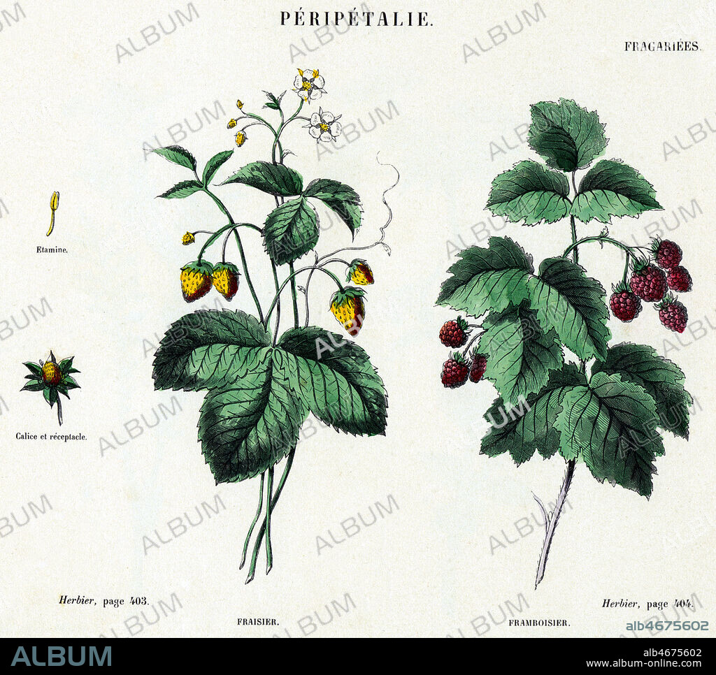 Fraisier et framboisier. Planche botanique illustree en 1850 par BELAIFE (19 s.) pour l' Atlas de l'Herbier des Demoiselles par Edmond AUDOUIT (19 s.). Credit : Coll. Jonas/KHARBINE-TAPABOR.