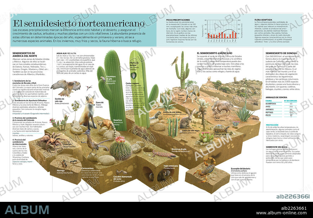 El semidesierto norteamericano. Infografía sobre las características climáticas, la flora y la fauna del semidesierto norteamericano.