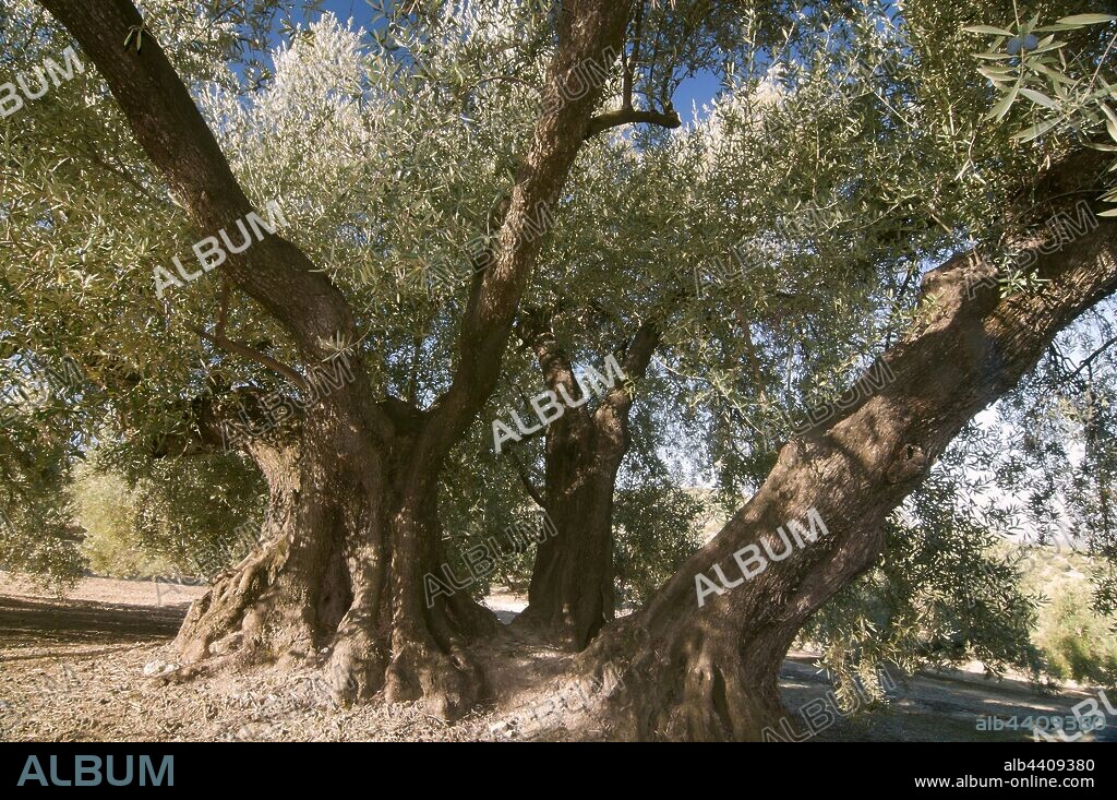The Estaca Grande -300 year old olive tree, Martos, Jaen province, Region of Andalusia, Spain, Europe.