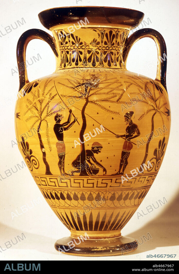 Gaulage des olives. Amphore grecque, vers 480 av. JC. Credit : Collection CL/KHARBINE-TAPABOR.
