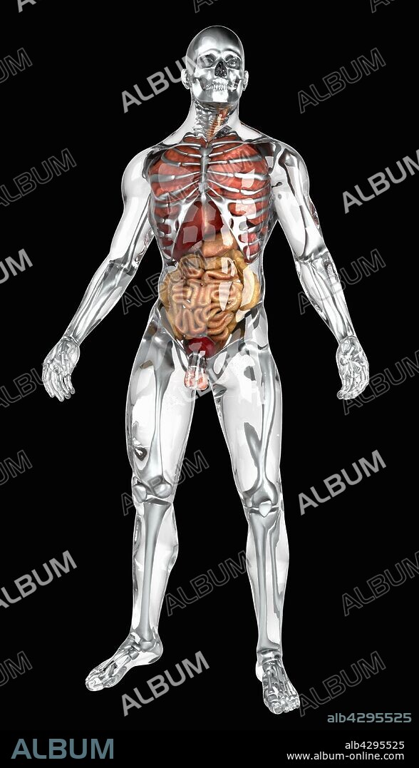 Human organs in transparent anatomical model.