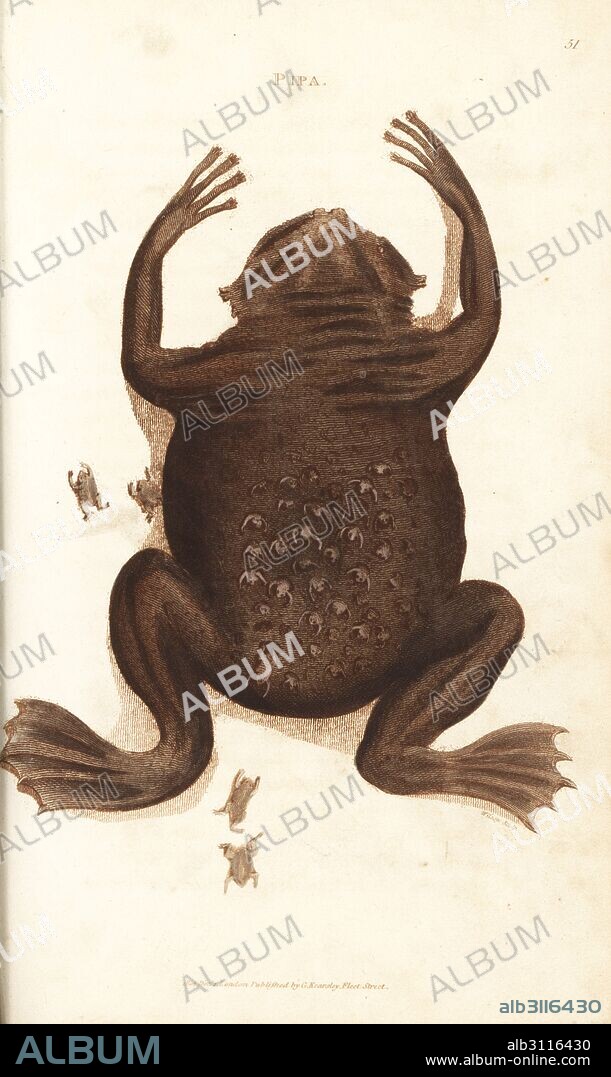 Common Suriname toad or star-fingered toad, Pipa pipa (Pipa, Rana pipa). Female with froglets emerging from pockets in her back. Handcoloured copperplate engraving by Wilson after an illustration by George Shaw from his General Zoology, Amphibia, London, 1801.