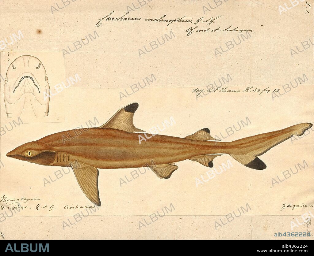 Carcharias melanopterus, Print, The blacktip reef shark (Carcharhinus melanopterus) is a species of requiem shark, in the family Carcharhinidae, easily identified by the prominent black tips on its fins (especially on the first dorsal fin and its caudal fin). Among the most abundant sharks inhabiting the tropical coral reefs of the Indian and Pacific Oceans, this species prefers shallow, inshore waters. Its exposed first dorsal fin is a common sight in the region. Most blacktip reef sharks are found over reef ledges and sandy flats, though they have also been known to enter brackish and freshwater environments. This species typically attains a length of 1.6 m (5.2 ft)., 1700-1880.