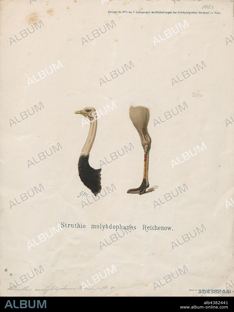 Struthio molybdophanes, Print, The Somali ostrich (Struthio molybdophanes), also known as the blue-necked ostrich, is a large flightless bird native to the Horn of Africa. It was previously considered a subspecies of the common ostrich, but was identified as a distinct species in 2014., head and leg.