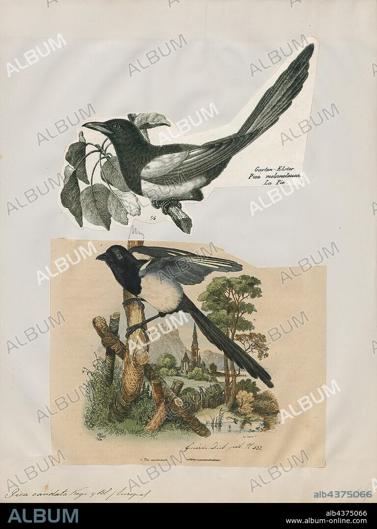 Pica caudata, Print, The Eurasian magpie or common magpie (Pica pica) is a resident breeding bird throughout the northern part of the Eurasian continent. It is one of several birds in the crow family designated magpies, and belongs to the Holarctic radiation of "monochrome" magpies. In Europe, "magpie" is used by English speakers as a synonym for the European magpie: the only other magpie in Europe is the Iberian magpie (Cyanopica cooki), which is limited to the Iberian Peninsula., 1700-1880.